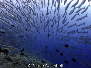 Perfect Symmetry.
I had a ball diving with the baracuda.... by Jackie Campbell 